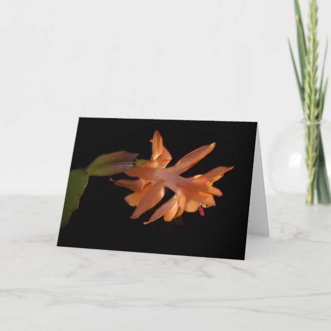 Tarjeta Festiva Navidades de coral Castus Bloom (Anverso)
