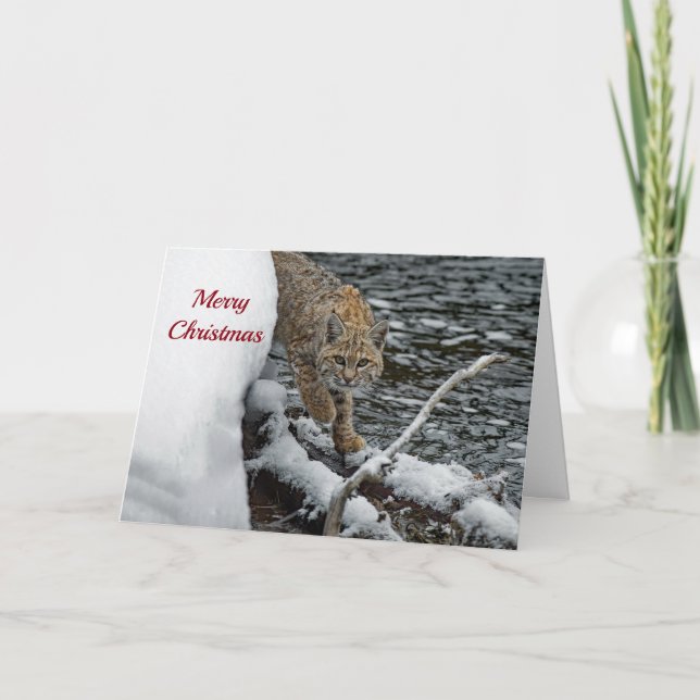 Tarjeta Festiva Navidades de fotografía de agua de nieve Bobcat (Anverso)