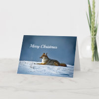 Navidades de fotografía de Nieve de Coyote