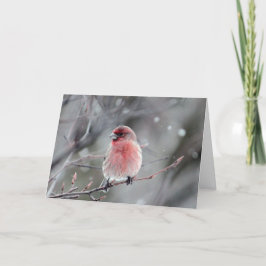 Tarjeta Festiva Navidades de fotografía de Red Finch