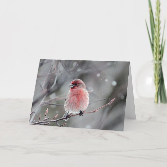 Tarjeta Festiva Navidades de fotografía de Red Finch (Anverso)