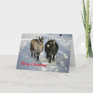 Tarjeta Festiva Navidades de fotos de nieve de cabras ricas