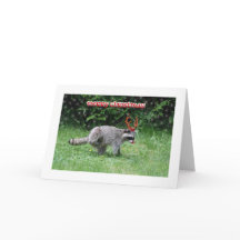 Navidades de Raccoon