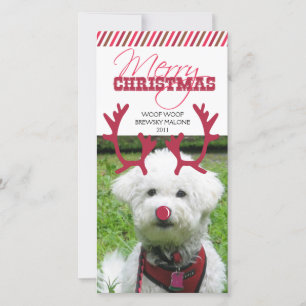 Tarjeta Festiva ¡Navidades de renos Antler y Mascota de nariz roja