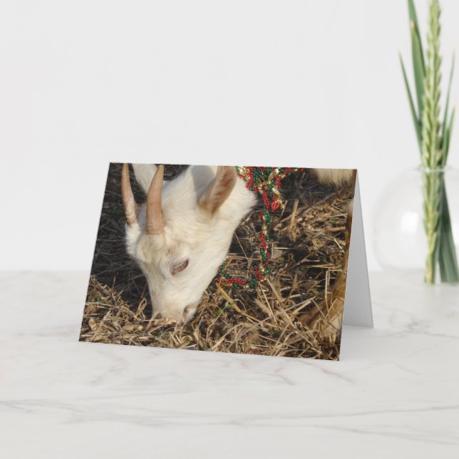 Tarjeta Festiva Navidades de Saanen Goat (Anverso)