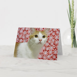 Tarjeta Festiva Navidades dulces de Annie ( Gato / Gatito )