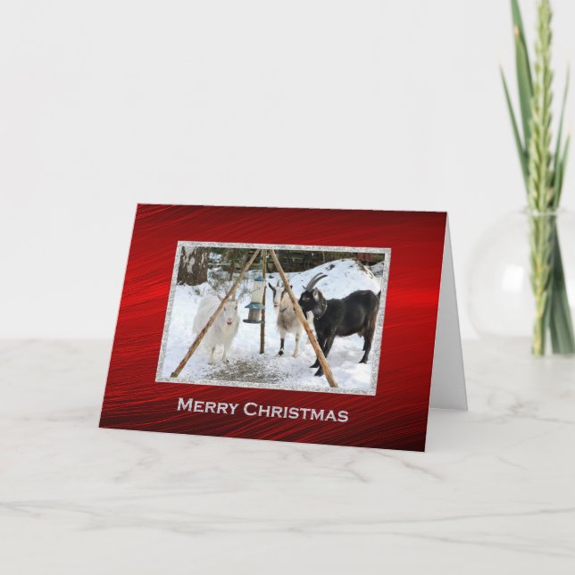 Tarjeta Festiva Navidades fotográficos del alimentador de nieve de (Anverso)