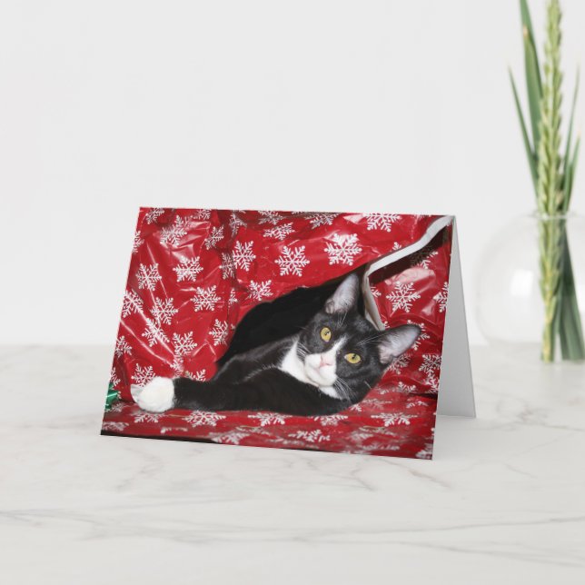 Tarjeta Festiva Navidades gatos de Tuxedo (Anverso)
