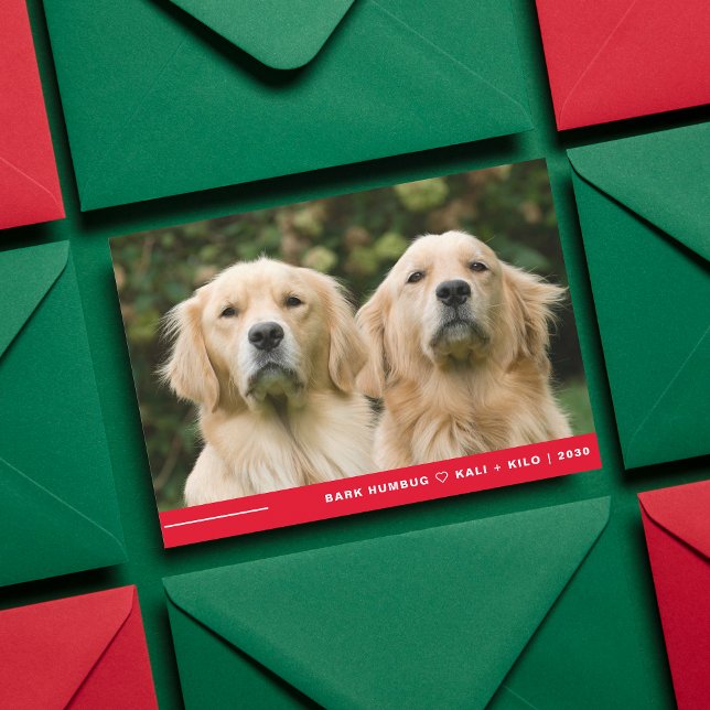 Tarjeta Festiva Navidades graciosos de fotos de perros con Humbug  (Subido por el creador)