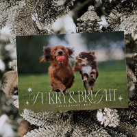 Navidades horizontales fotográficos de perros pelu