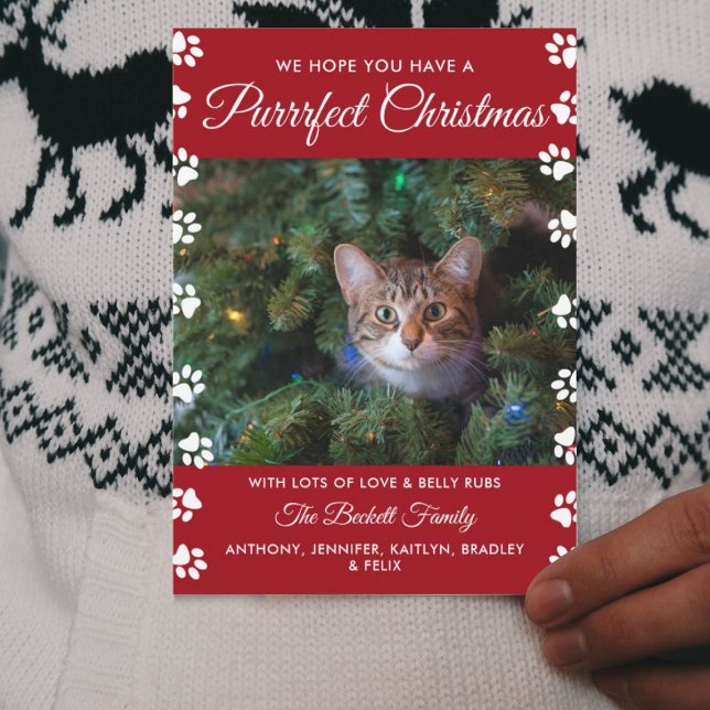 Tarjeta Festiva Navidades perfectos | Foto de festividad de gato (Subido por el creador)