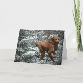 Tarjeta Festiva Navidades Poodle