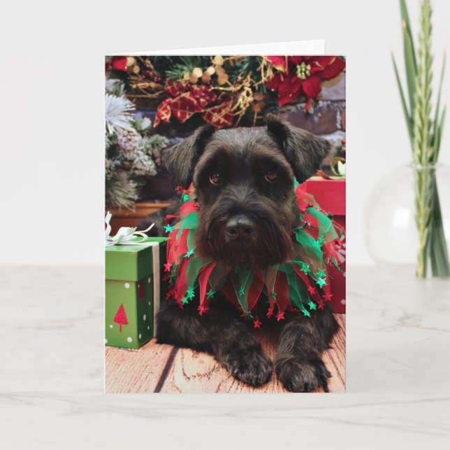 Tarjeta Festiva Navidades - Schnauzer Mix - Bentley (Anverso)