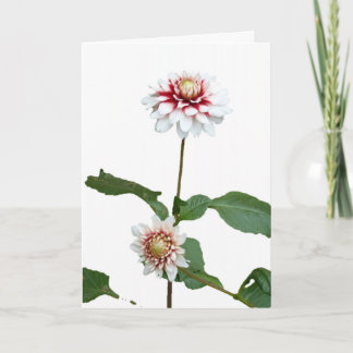Tarjeta Festiva Navidades Snow Dahlias