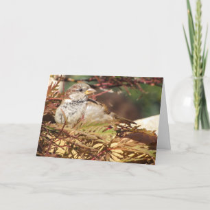 Tarjeta Festiva Navidades Sparrow - Peace and Love - Bird Card
