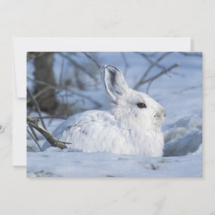 Tarjeta Festiva Nieve: liebre en nieve