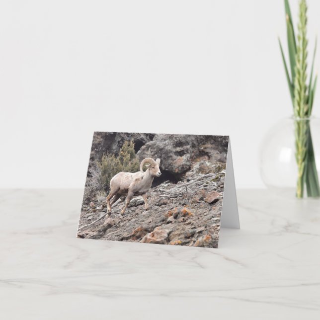 Tarjeta Festiva North Fork Ram - 4" x 5.6" Notecard (Anverso)