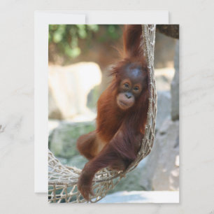 Tarjeta Festiva OrangUtan 001