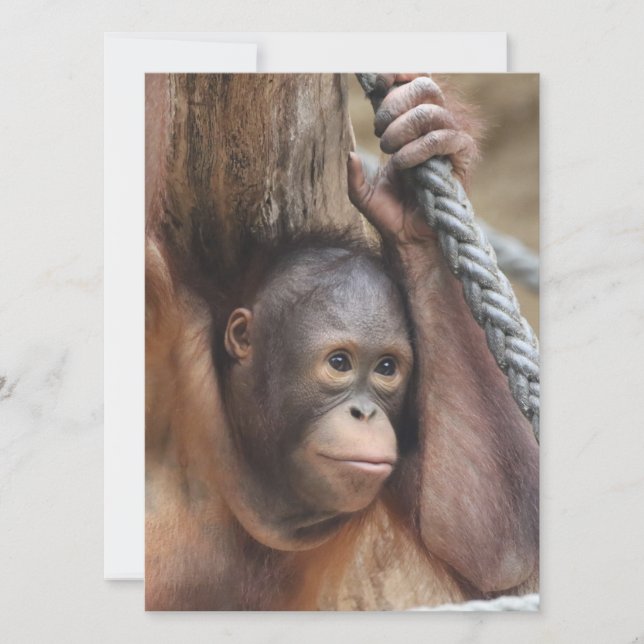 Tarjeta Festiva OrangUtan 002 (Anverso)