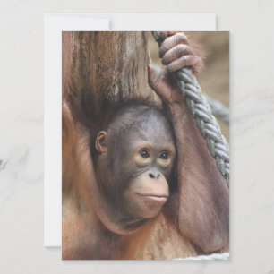 Tarjeta Festiva OrangUtan 002