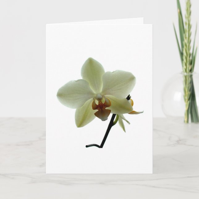 Tarjeta Festiva Orquídea blanca (Anverso)