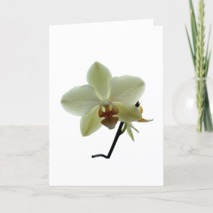 Tarjeta Festiva Orquídea blanca