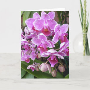 Tarjeta Festiva Orquídeas