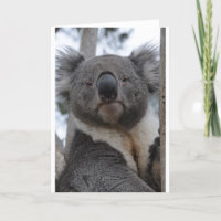 Oso de koala