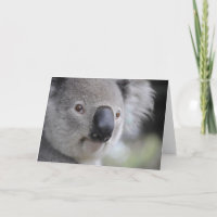 Oso Koala