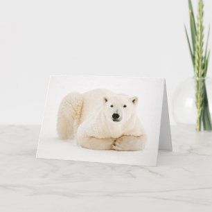 Tarjeta Festiva Oso polar descansando en hielo de la bahía de Huds