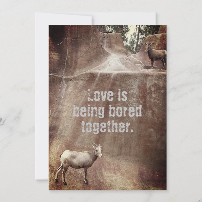 Tarjeta Festiva Oveja de Cuerno Grande (Anverso)