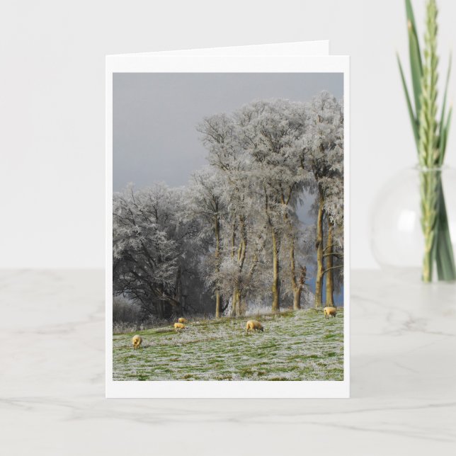 Tarjeta Festiva Ovejas en una colina helada (Anverso)