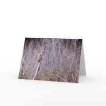 Owl le desea Felices Fiestas