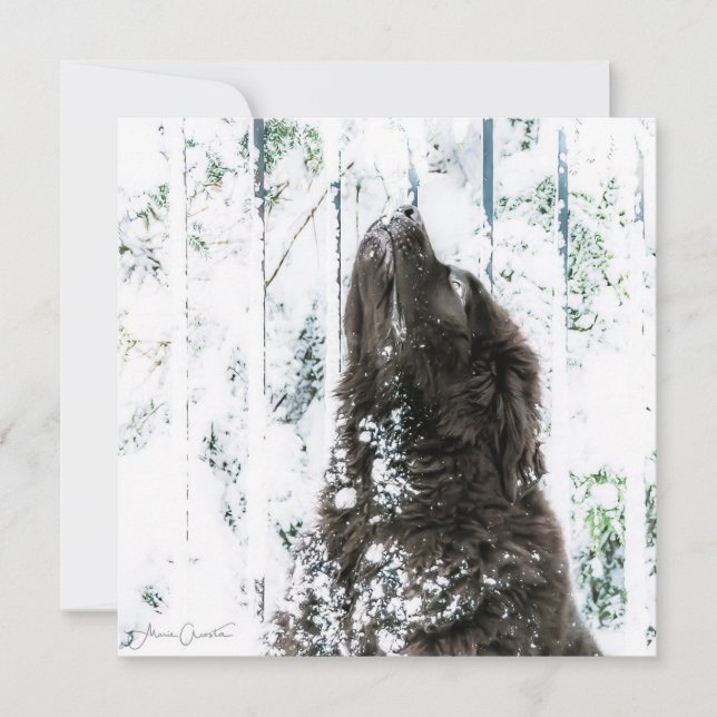 Tarjeta Festiva País de las maravillas del invierno (Anverso)