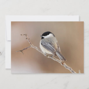 Tarjeta Festiva Pájaro cardinal en invierno