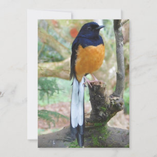Tarjeta Festiva Pájaro de Shama blanco y bombeado macho