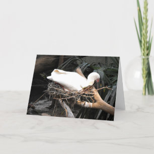 Tarjeta Festiva Pájaro de Spoonbill en el nido de España