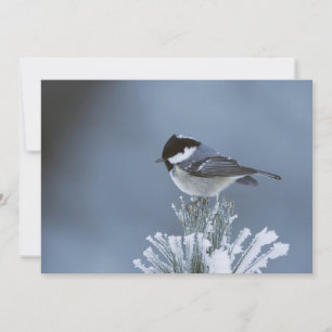 Tarjeta Festiva Pájaro invernal encaramado en rama de pino escarc
