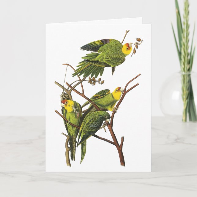 Tarjeta Festiva Parakeet - por Juan Audubon (Anverso)