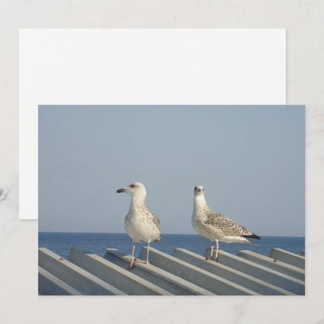 Tarjeta Festiva Pareja de gaviotas (Anverso / Reverso)