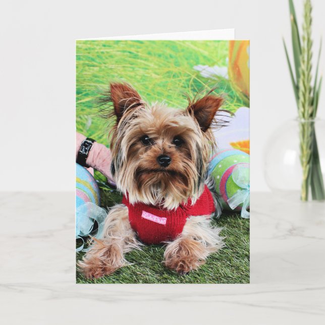 Tarjeta Festiva Pascua - Yorkshire Terrier - descarados (Anverso)