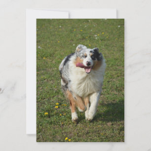 Tarjeta Festiva pastor australiano blue merle corriendo