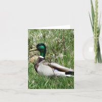 Pato Drake Greenhead del pato silvestre B55 en la