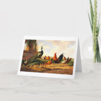 Pavo de corral y pollos