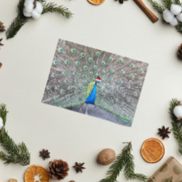 Tarjeta Festiva Peacock con el rojo Santa Cap Funny