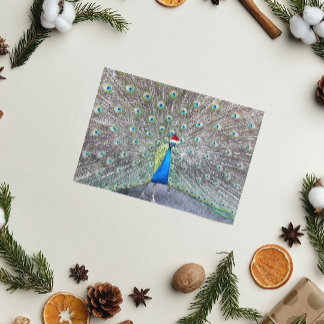 Tarjeta Festiva Peacock con el rojo Santa Cap Funny
