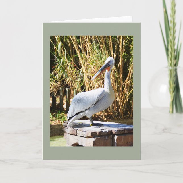 Tarjeta Festiva Pelícano (Anverso)