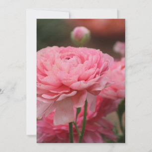 Tarjeta Festiva Peony Pink Ranunculus Closeup