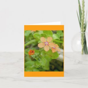 Tarjeta Festiva Pequeño Naranja Wildflower Scarlet Pimpernel