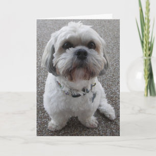 Tarjeta Festiva Pequeño perro toda la ocasión